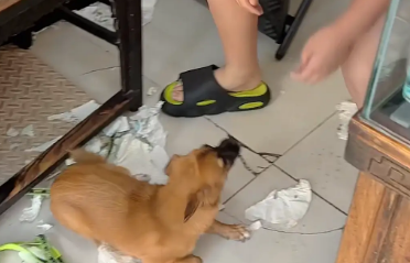 小主人作业被狗子撕了，狗子挨揍