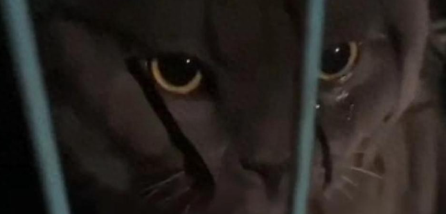 蓝猫被猫贩子抓走，主人坐飞机追了1600公里见到主人蓝猫大哭大叫