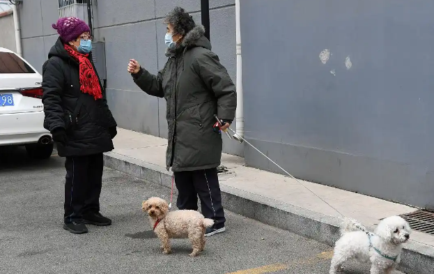 当爱犬变“凶器”：不牵绳的狗主人该负什么法律责任？