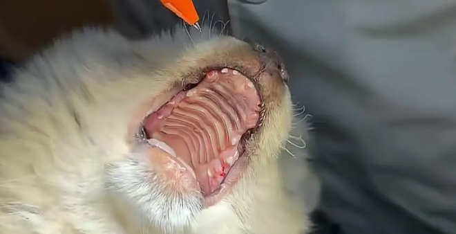 土松犬刚满月就失去妈妈，还就被拔光牙齿打歪头