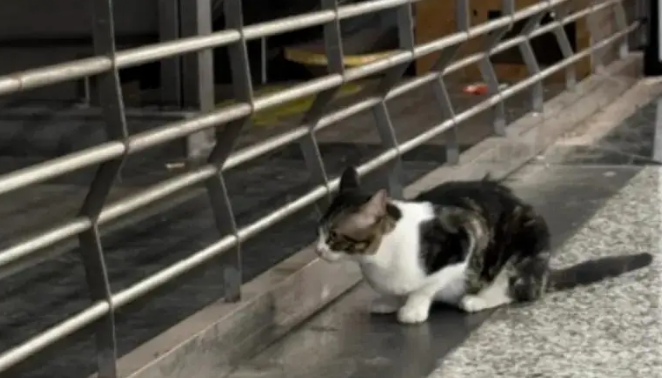 因坐高铁不能带猫，被主人遗弃小猫一直在同个位置等