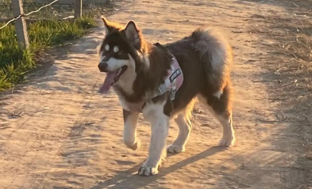 公园遛狗不拴绳，狗突然冲向小孩，家长惊险驱逐化险为夷