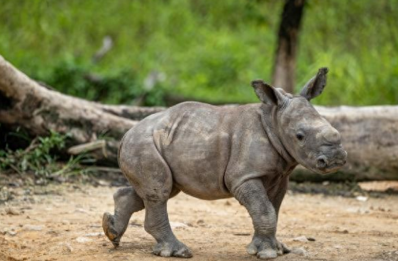 广东清远长隆白犀牛家族添丁