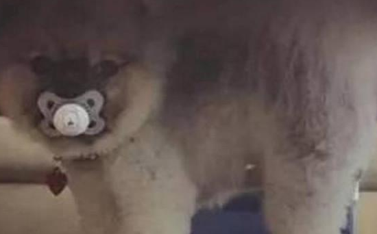 狗狗趁着小主人不注意的时候偷了它的奶嘴，让铲屎官哭笑不得！ 