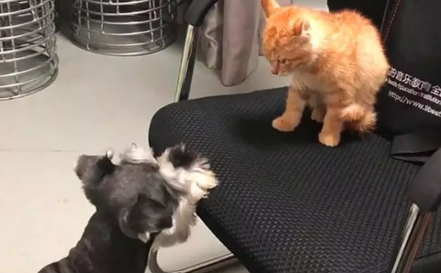 狗狗想抢猫咪的椅子，没成功还被打了一顿，气的咬椅子撒气 