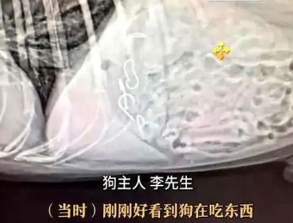 公园火腿肠藏鱼钩，犬只误食险丧命