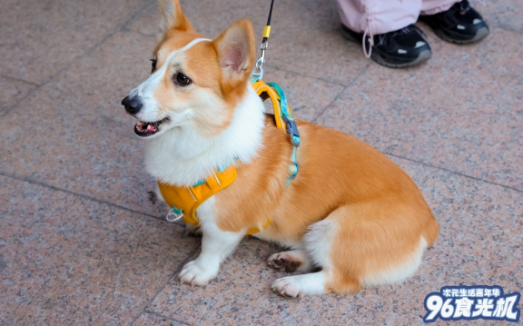 带上毛孩子一起逛街，九六广场“宠物友好”模式撬动养宠新客群