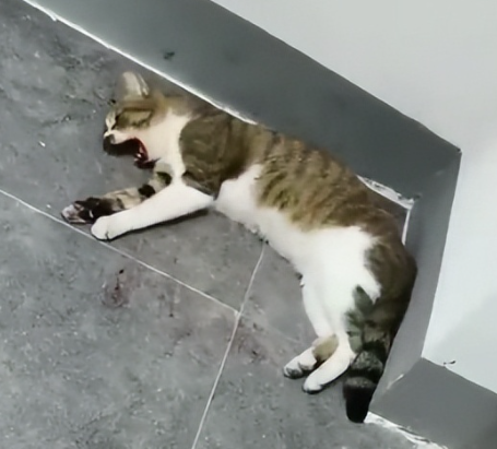 男子虐待流浪猫,警方干涉虐猫行为,男子虐待小区内流浪猫