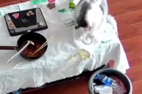 网爆：“3万金镯子被猫推进垃圾桶后扔了”网友笑了