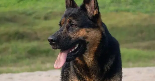 狸花猫打架输了委屈质问德牧：我打你那么轻，你下手咋那么重