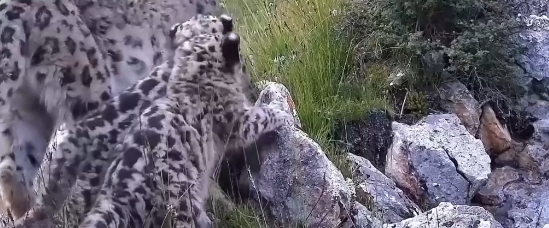 保护野生动物不仅靠“情怀”更靠“机制” 多地交上答卷