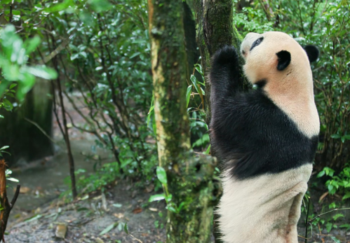 大熊猫“芝士”“芝麻”北上落户哈尔滨太阳岛