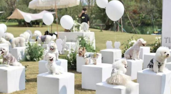 逃避催婚的年轻人们，正忙着帮宠物相亲