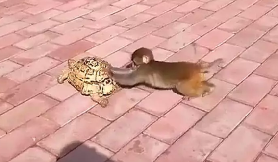 猴子嫌弃乌龟走得太慢，跑到后面帮推：走这么慢，急死猴了 