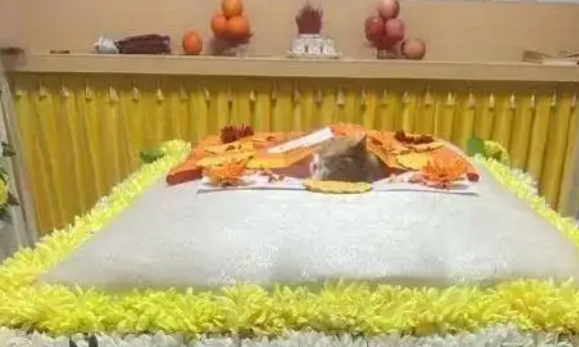 暴利之下：宠物殡葬行业的冰与火之歌