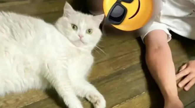 男子养猫遭爸爸强烈反对，要把猫关笼子里一辈子！一年后画风全变
