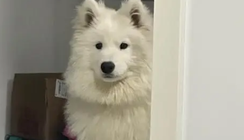 萨摩耶嫌自己脏，直奔宠物店洗剪吹，主人疯找2小时急哭了