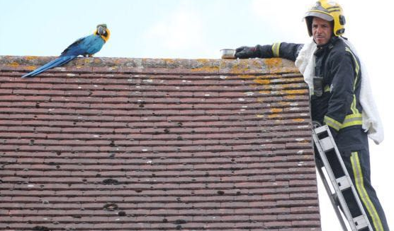 会三国语言鹦鹉被困屋顶三天，消防员来救时竟爆粗口