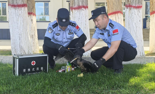 新疆阿勒泰边境派出所救助国家二级保护动物鸬鹚