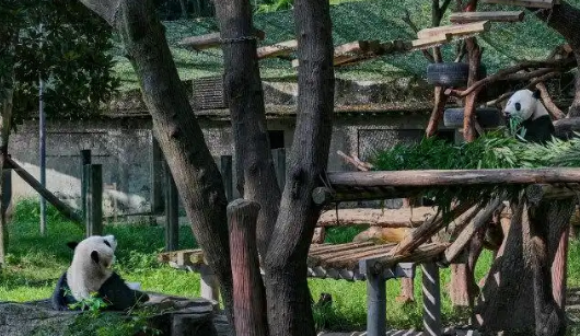 渝澳青少年共绘明信片 呼吁全球一起保护大熊猫