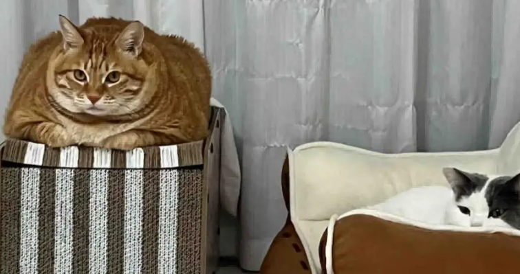 网友吐槽妈妈中式育儿式养猫，本以为是夸张，结果…