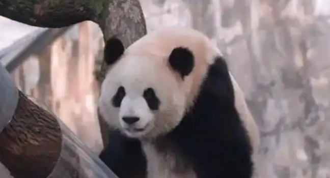 为闻邻居气味，大熊猫渝可屡次抗议，动物园暖心拆墙成全