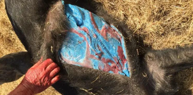 突变？切尔诺贝利发现蓝色的狗！是被核辐射变异了吗？