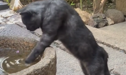 女子偶遇一身腱子肉的猫咪。网友：健身卡办哪家的？