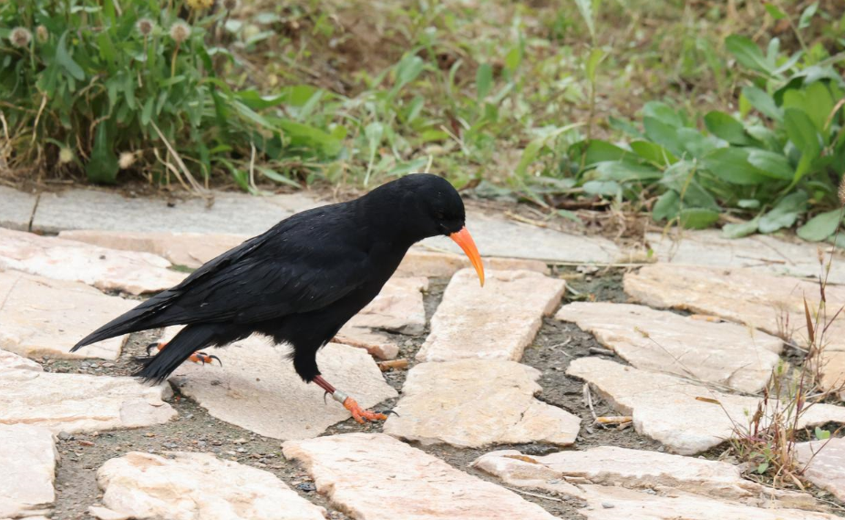 太原放生48只野生鸟类