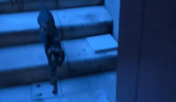 小姐姐捡到了一窝流浪猫，没想到当晚就被猫妈妈找上门，大声质问