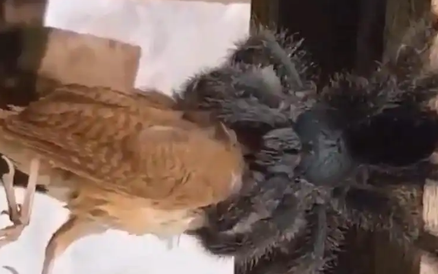 浙江男子夜钓遇蜘蛛抓鱼，鱼比蜘蛛还大，网友：抓鸟的都有！