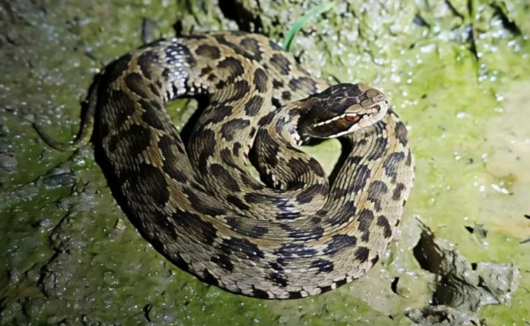 一老太上山采蘑菇被毒蛇咬伤险丧命，被紧急送往北京治疗