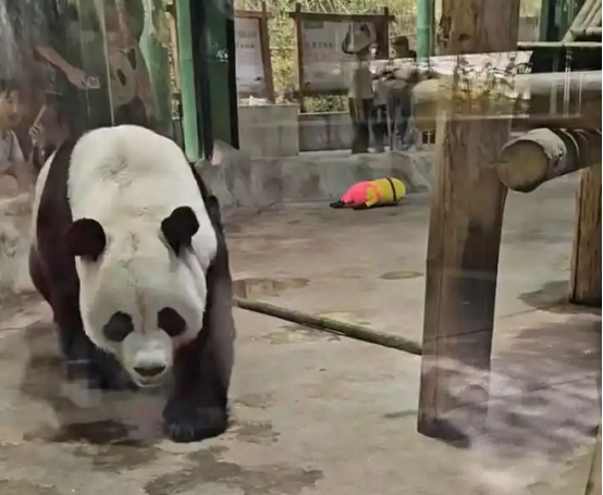 河南一动物园熊猫馆多次被曝有宠物狗入内