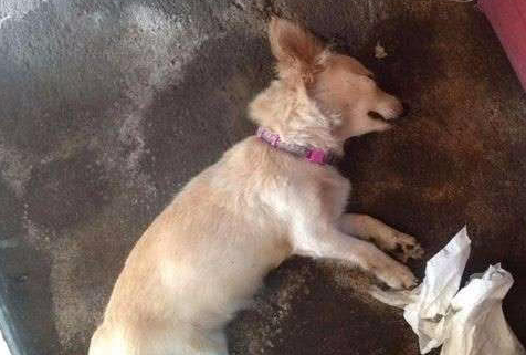 田园犬护主咬死一条毒蛇，之后发生的事情让主人追悔莫及！