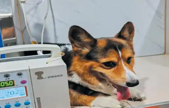 宠物互助献血挽救生命 “毛孩子”们也需要“热血英雄”