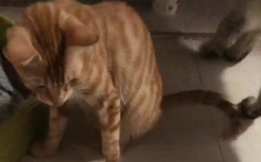 男子喝多了，把猫砂当猫粮喂给猫咪。猫：活爹