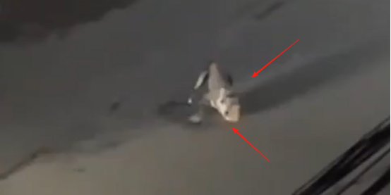 疯狗街头咬人，民警摇来细犬制服！