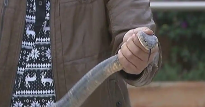 桂林男子捕捉眼镜蛇意外受伤，医院紧急施救