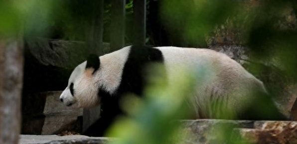 我国大熊猫圈养种群数量达808只！