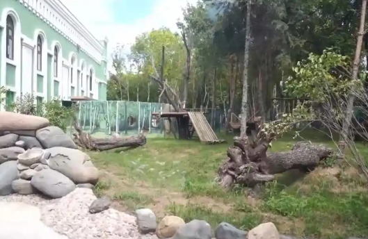 冰城迎萌主大熊猫“芝士”“芝麻”正式营业啦