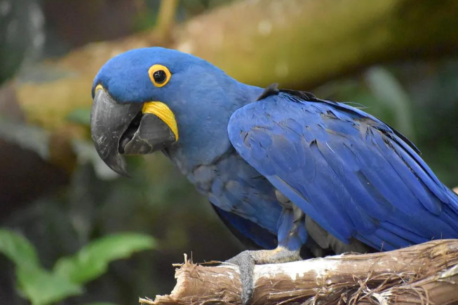 突变？切尔诺贝利发现蓝色的狗！是被核辐射变异了吗？