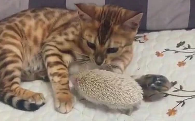 猫咪用爪子碰了下刺猬，脸上表情亮了：这个扎脚 