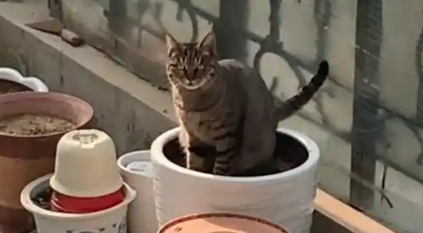 加州女子好心喂食流浪猫，不料它找上门来，结局却让人笑翻