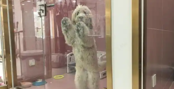 “宠物名城”的宠物生活馆讲述假期养宠消费新变化