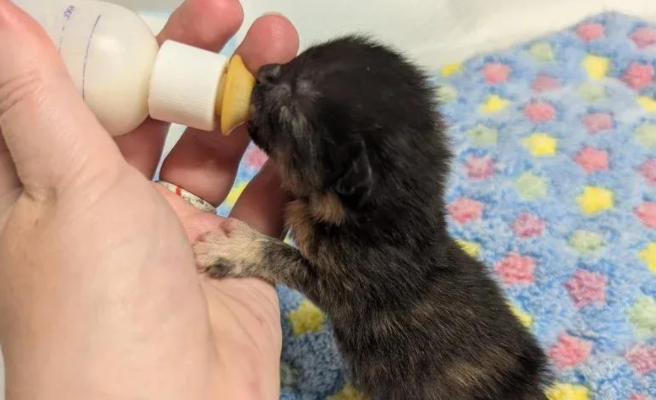 落难小奶猫绝境求生，终遇灵魂伙伴，从此开启了欢乐喵生！