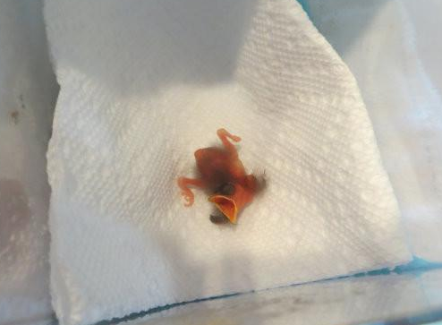 鸟宝宝意外摔在地上回不了巢，幸好遇到好心人