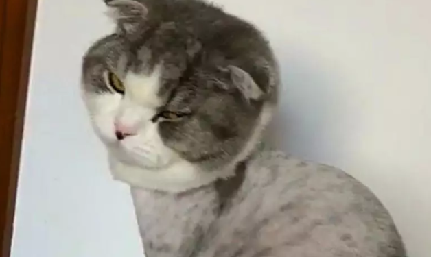 猫咪剃毛之后，跑到秤上蹲着十分郁闷：我都瘦了！ 