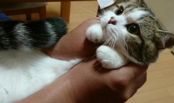 家里两只猫咪偷吃食物，主人设下陷阱找真正的偷吃 