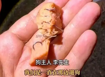 公园火腿肠藏鱼钩，犬只误食险丧命