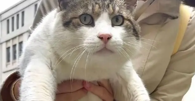 收到来自“咪的通知”：本猫已被收养，再也不用来图书馆打工了！